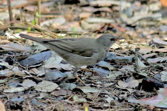 Image of Tickell's Thrush