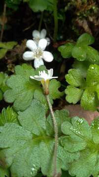 Ellisiophyllum pinnatum (Wall. ex Benth.) Makino resmi