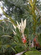 Image of Rhododendron formosanum Hemsl.