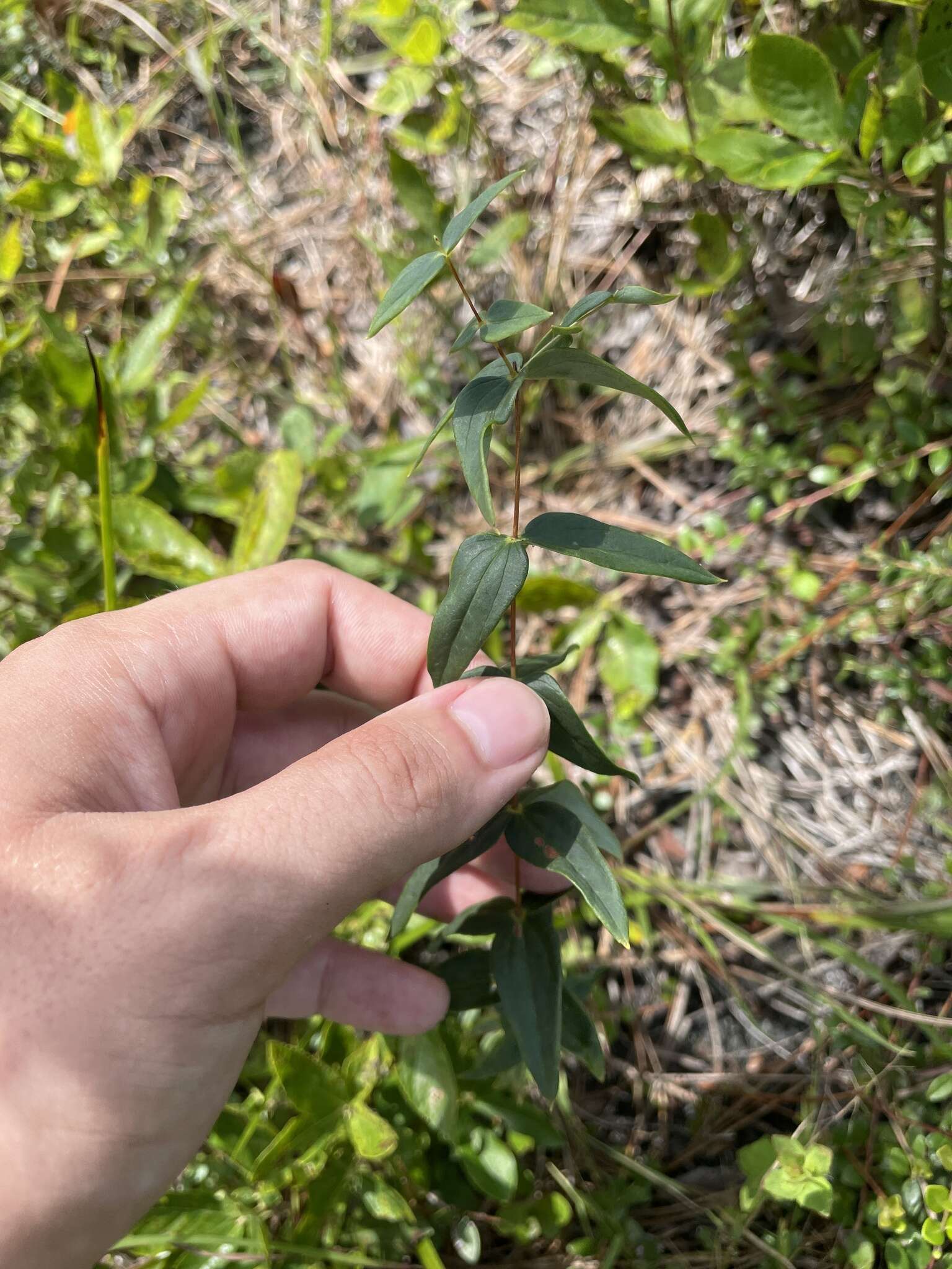 Image of roughleaf yellow loosestrife