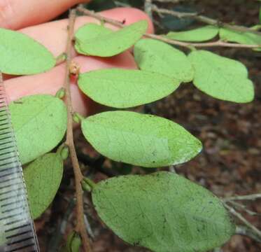 Image of Diospyros natalensis (Harv.) Brenan