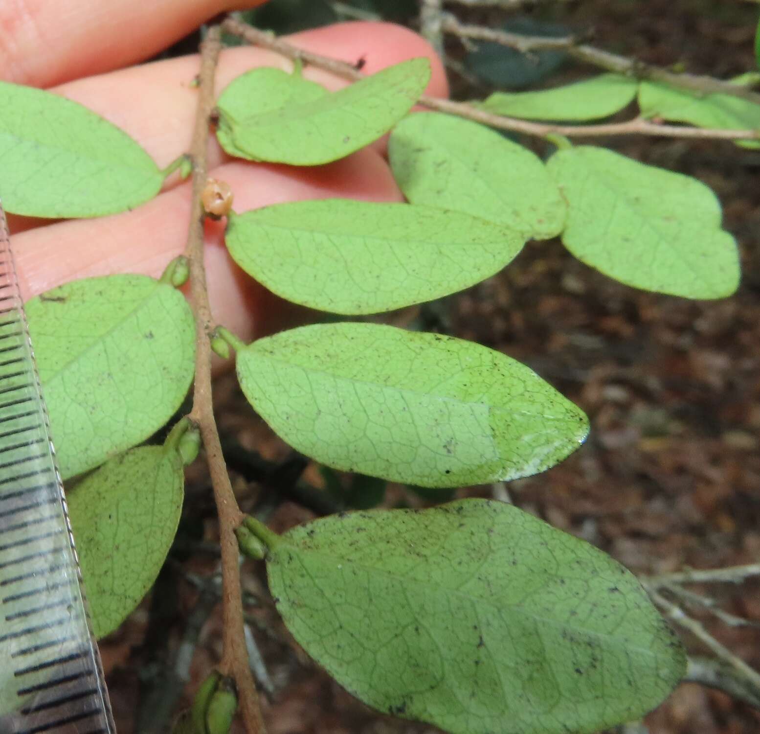 Diospyros natalensis (Harv.) Brenan的圖片