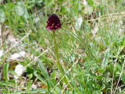 Gymnadenia austriaca (Teppner & E. Klein) P. Delforge的圖片