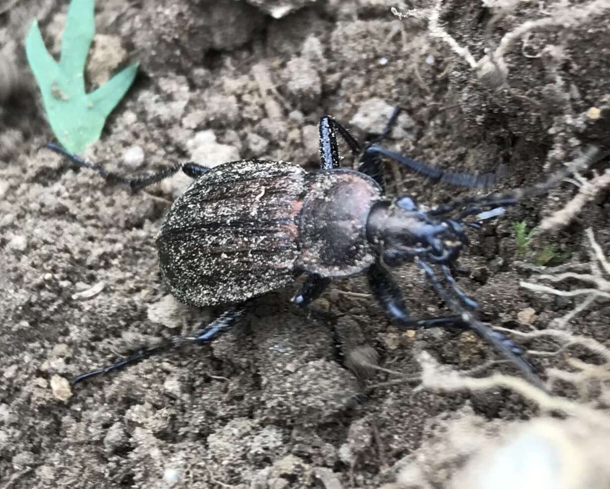 Imagem de Carabus (Homoeocarabus) maeander Fischer von Waldheim 1820