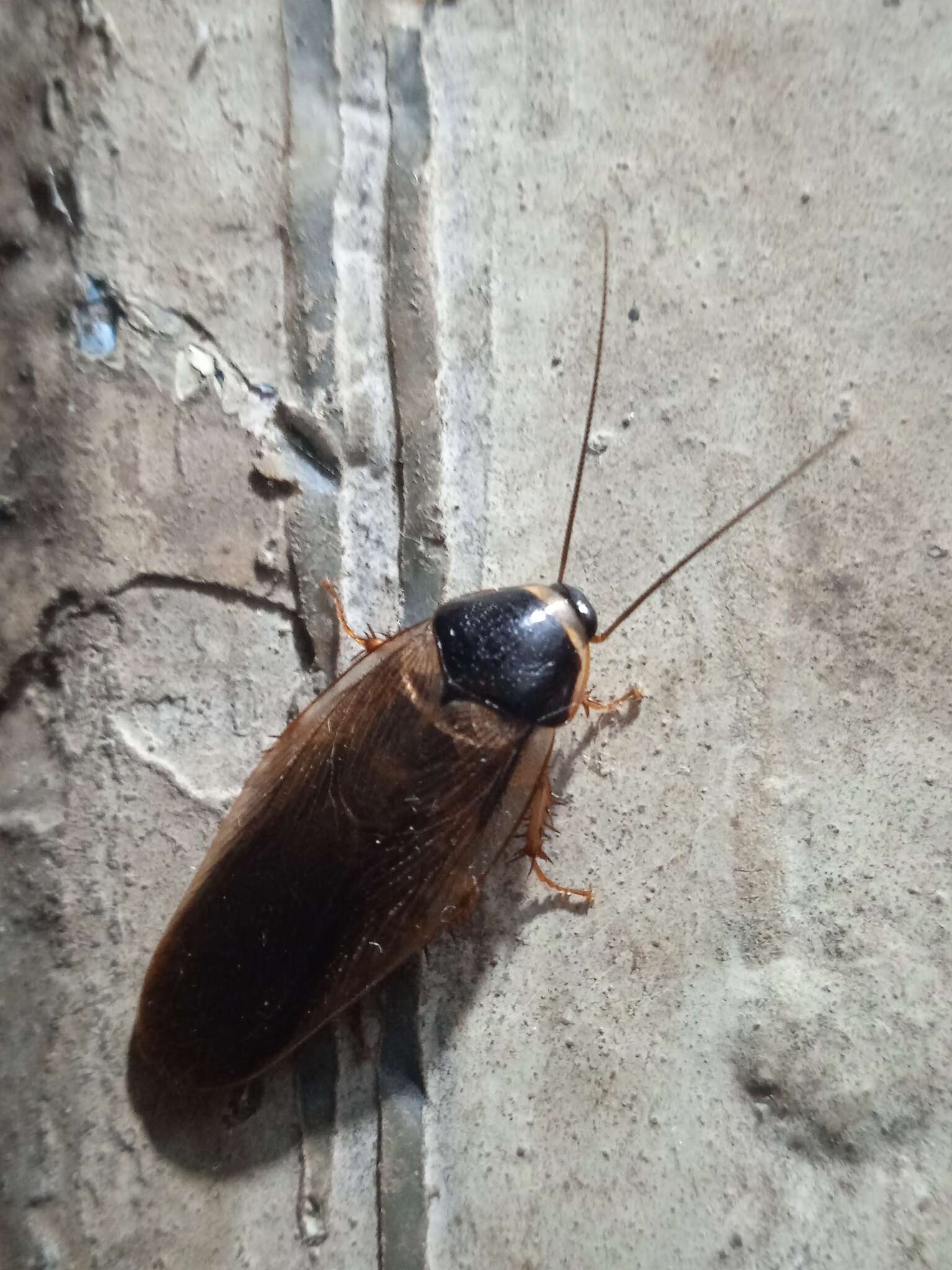 Image of Burrowing cockroach