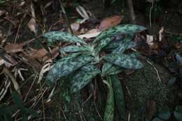 Image of Purple Paphiopedilum