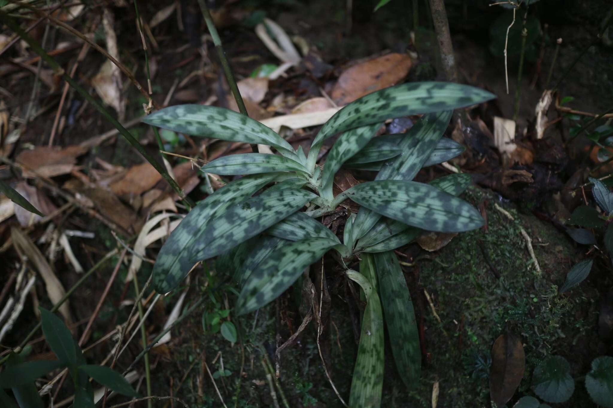 Слика од Paphiopedilum purpuratum (Lindl.) Stein