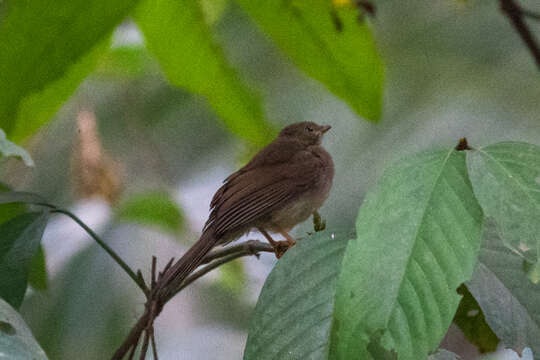 Image of Little Greenbul