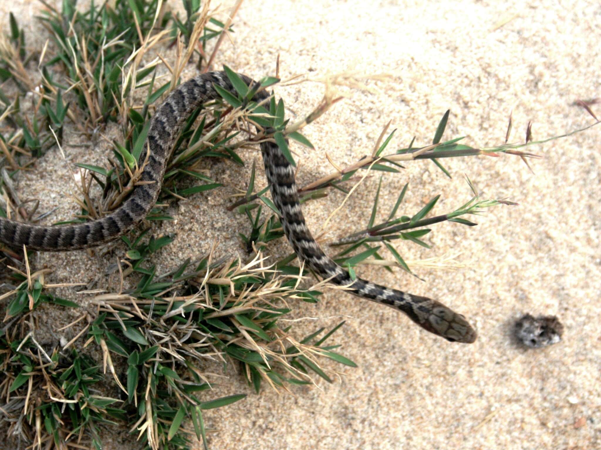 Image of <i>Mastigodryas pleii</i>