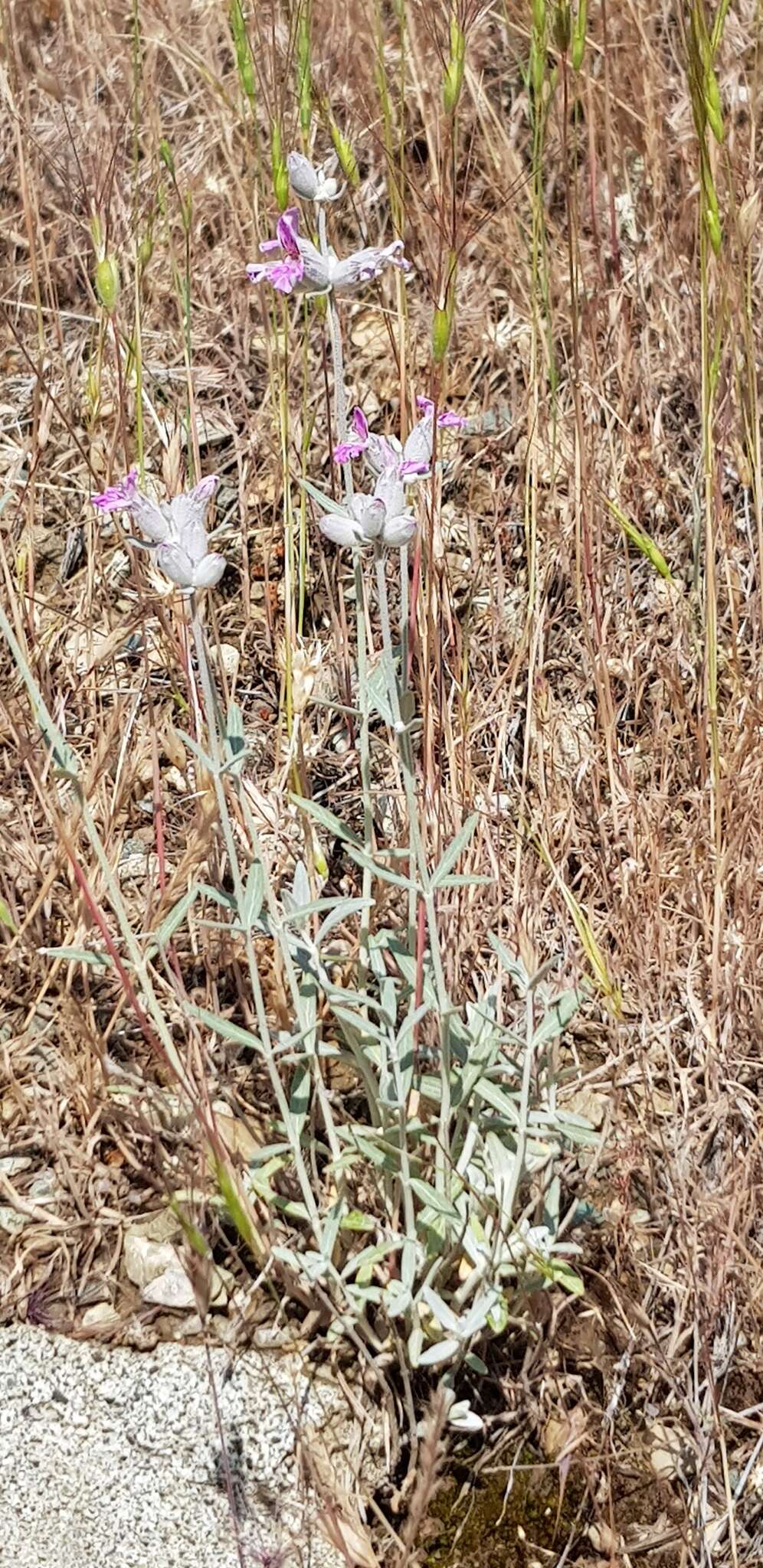 Слика од Stachys inflata Benth.