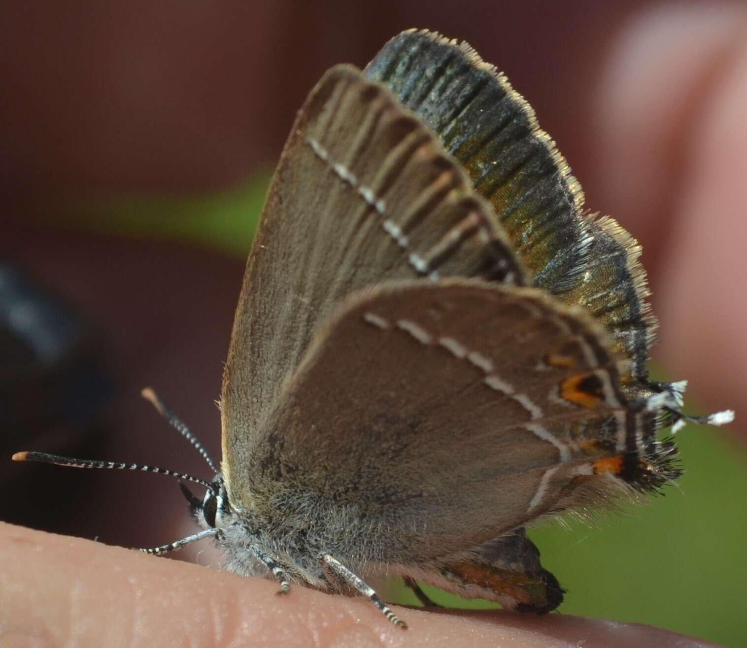 Image of Satyrium abdominalis (Gerhard 1850)