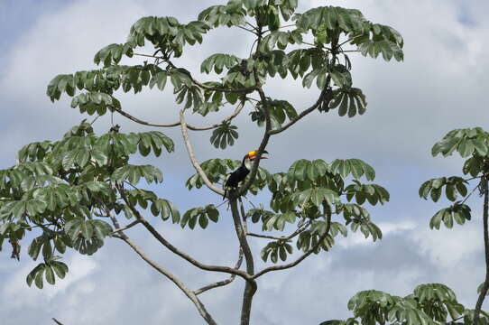 Image of Toco Toucan