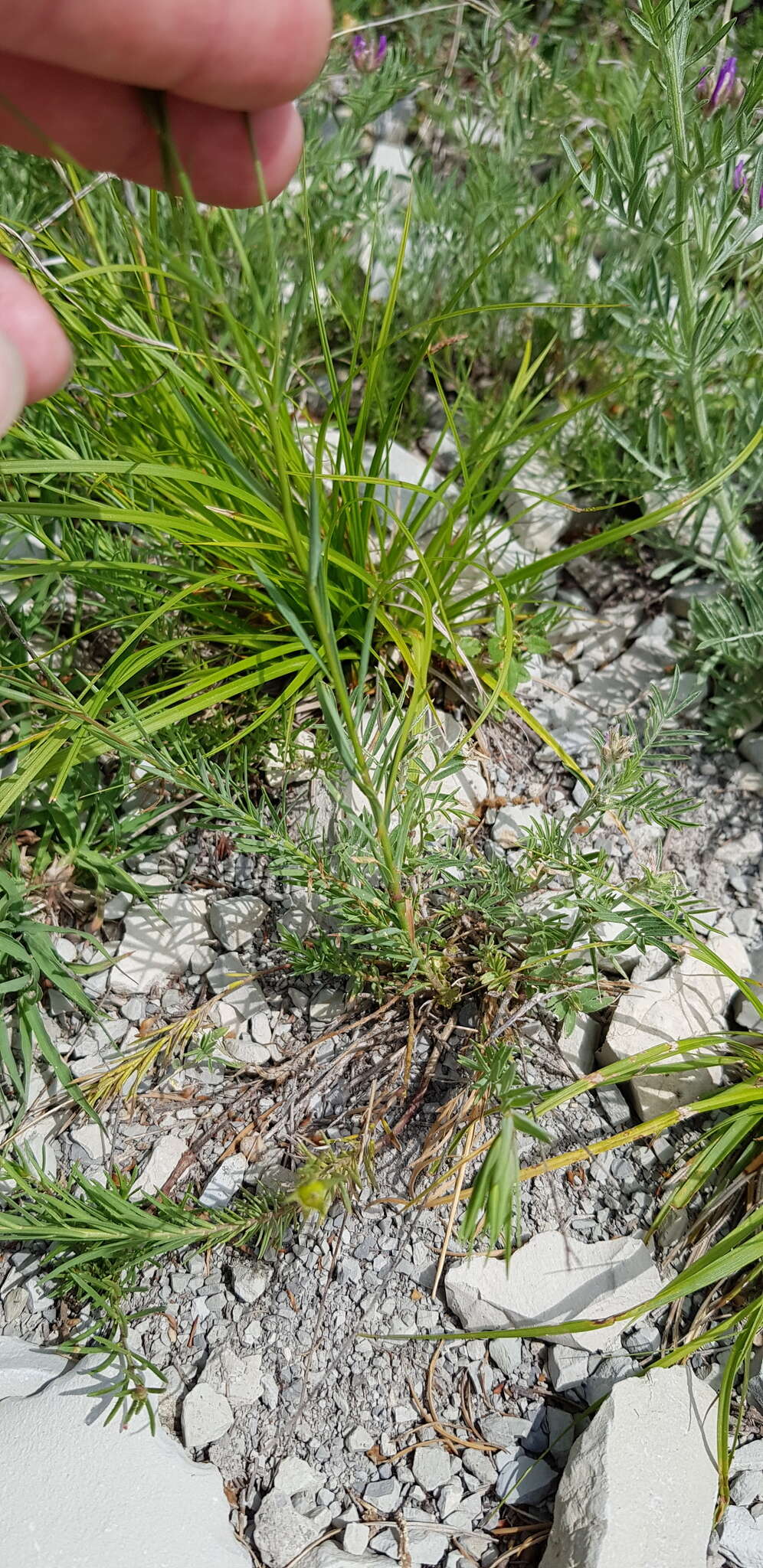 Image of Linum tenuifolium L.