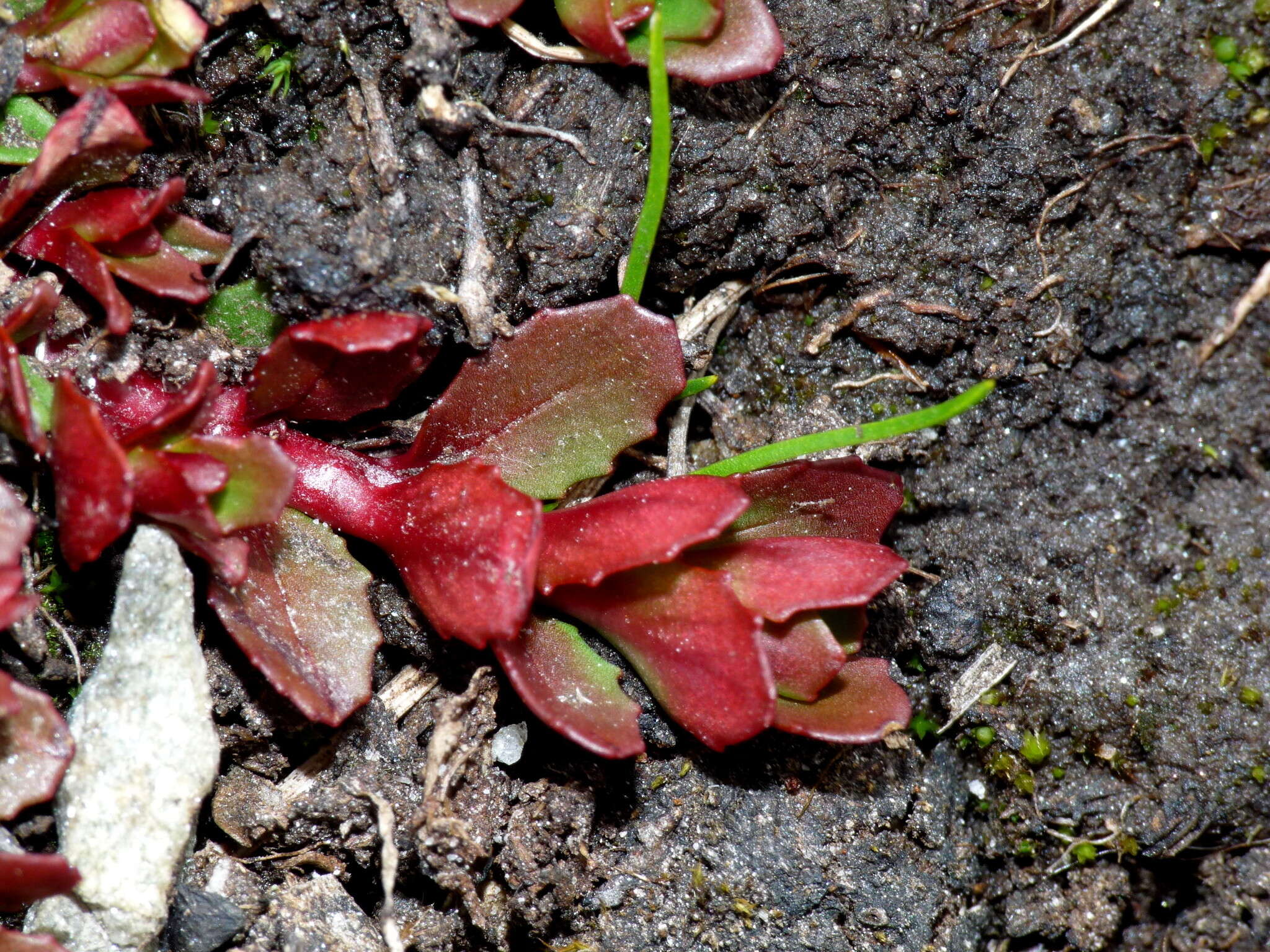 Imagem de Epilobium tasmanicum Hausskn.