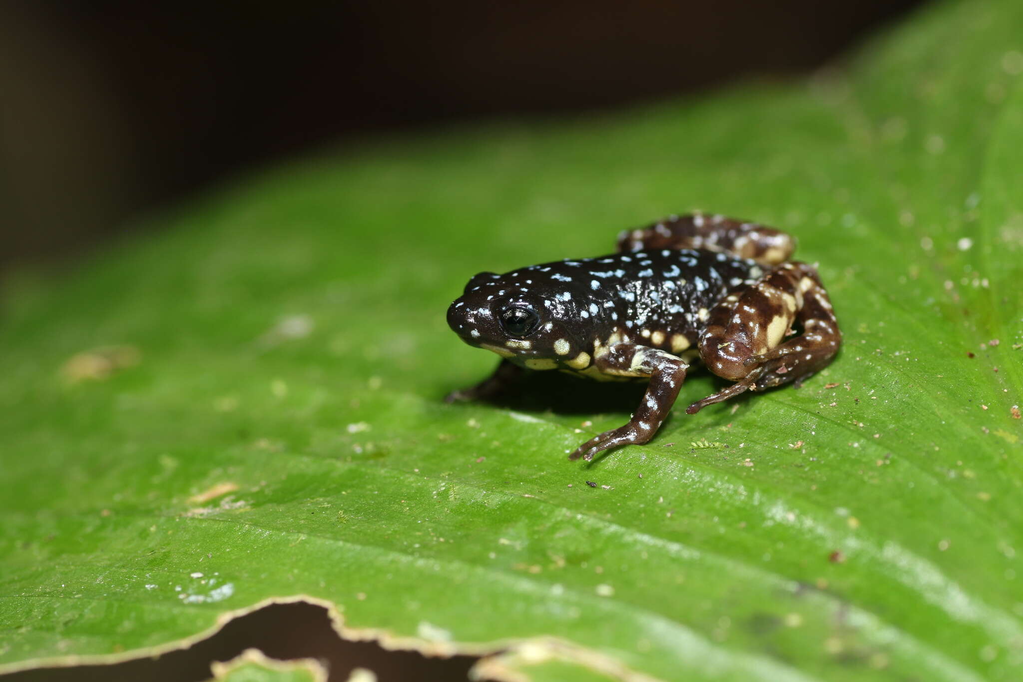 Image de Chaperininae Peloso, Frost, Richards, Rodrigues, Donnellan, Matsui, Raxworthy, Biju & Lemmon et al. 2016