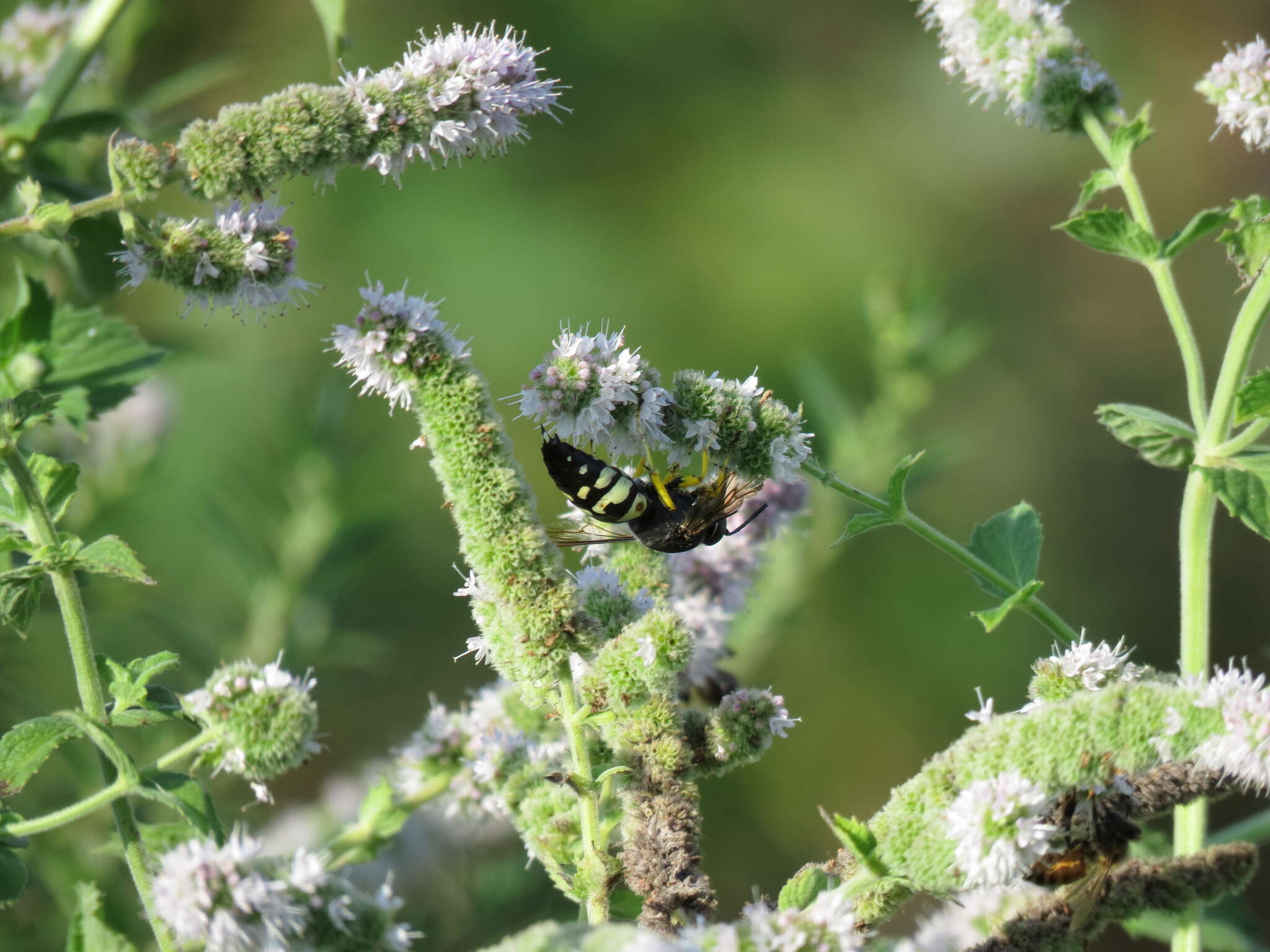 Image of Horse Guard Wasp