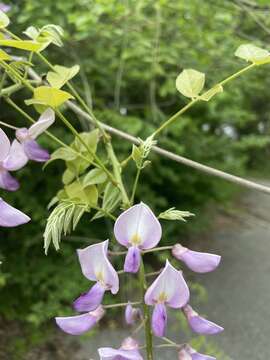 Plancia ëd Wisteria floribunda (Willd.) DC.