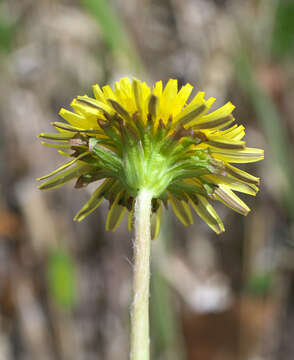 Image of Taraxacum platycarpum var. longeappendiculatum (Nakai) T. Morita