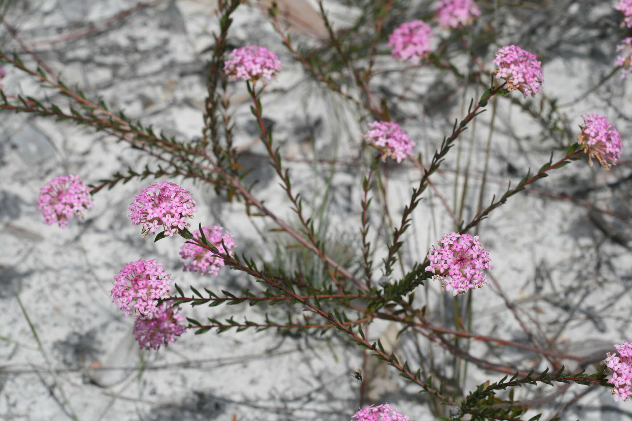 Image de Pimelea preissii Meissn.