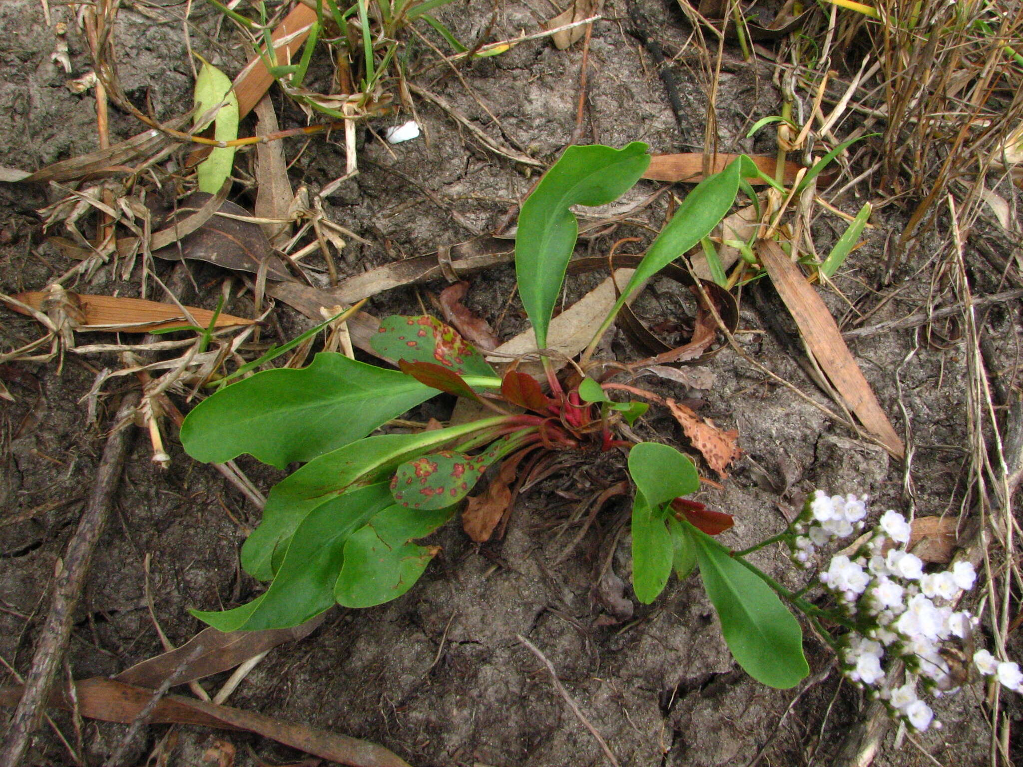 Imagem de Limonium brasiliense (Boiss.) O. Kuntze