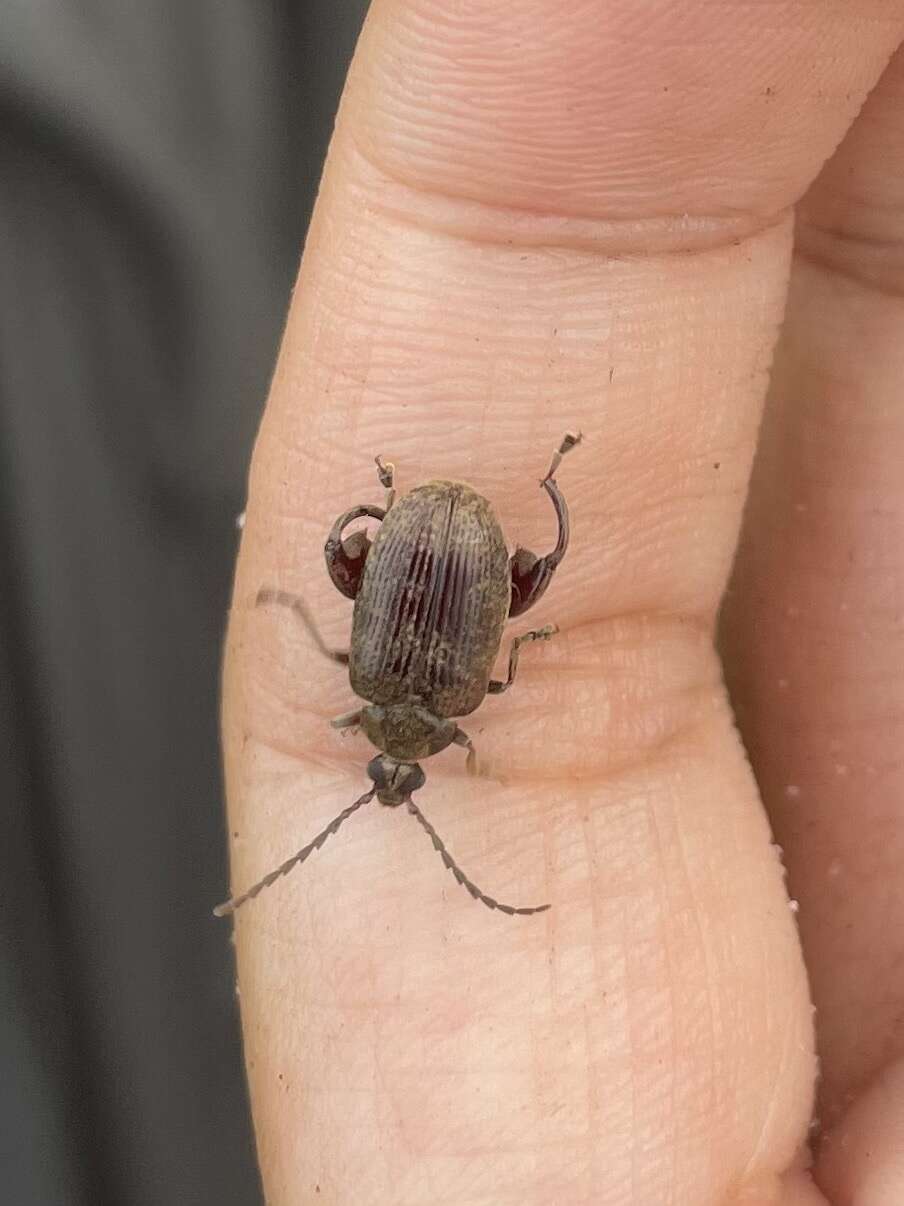 Слика од Caryobruchus gleditsiae (Linnaeus 1767)