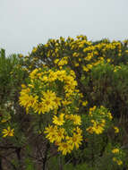 Image of Euryops brownei S. Moore