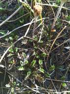 Image of Leptinella pectinata subsp. villosa (D. Lloyd) D. G. Lloyd & C. J. Webb