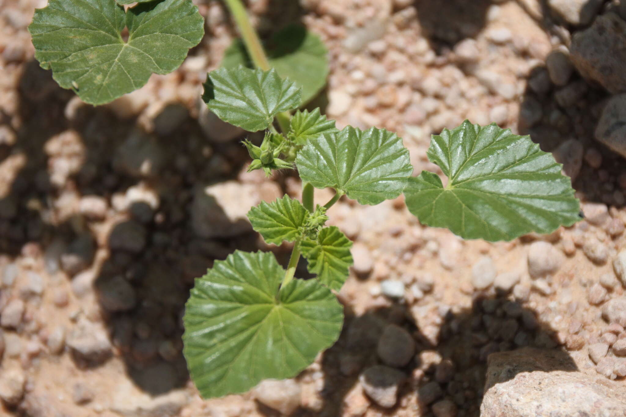 Image of Monsonia umbellata Harv.