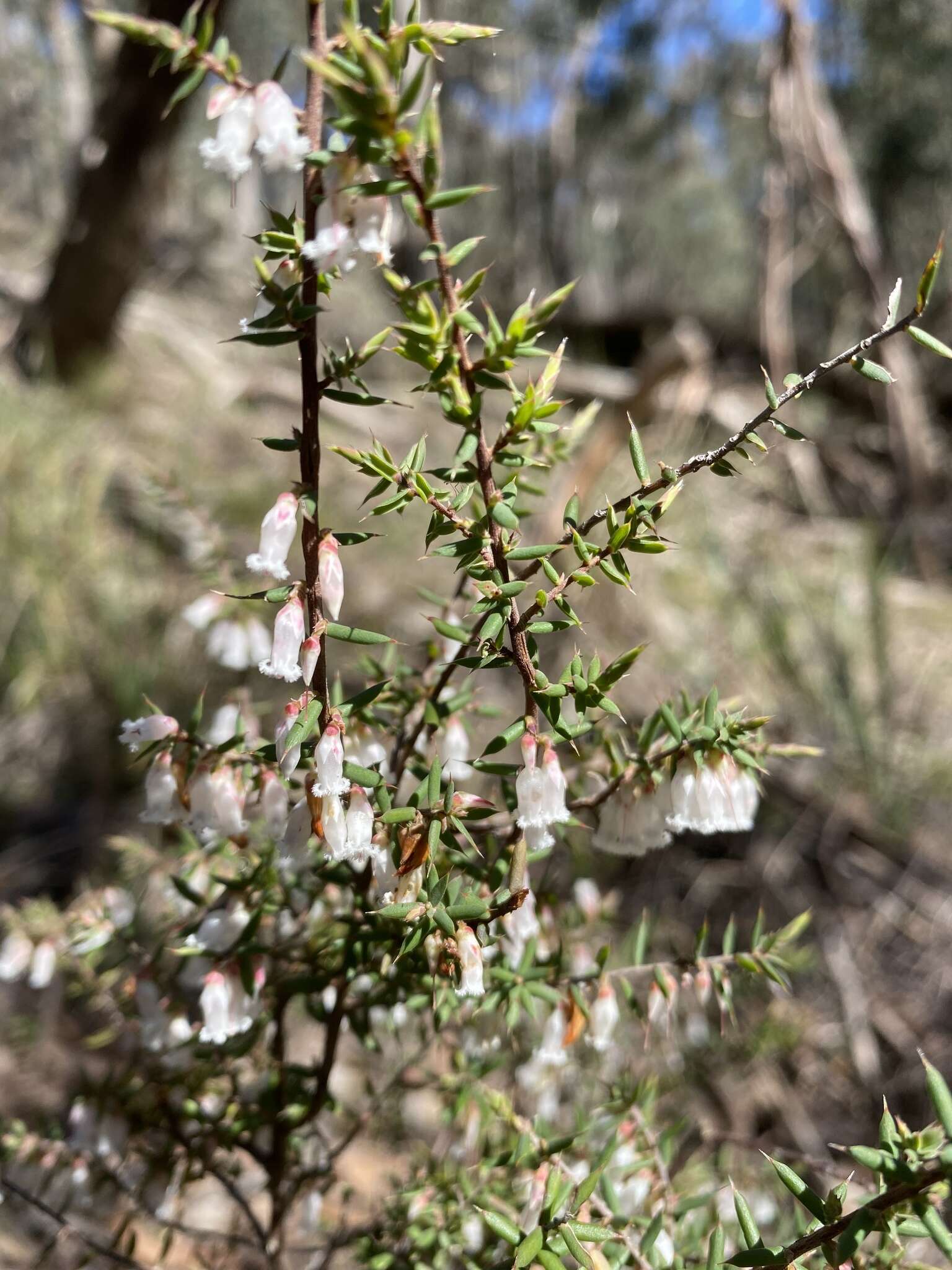 Image of Styphelia fletcheri subsp. brevisepala