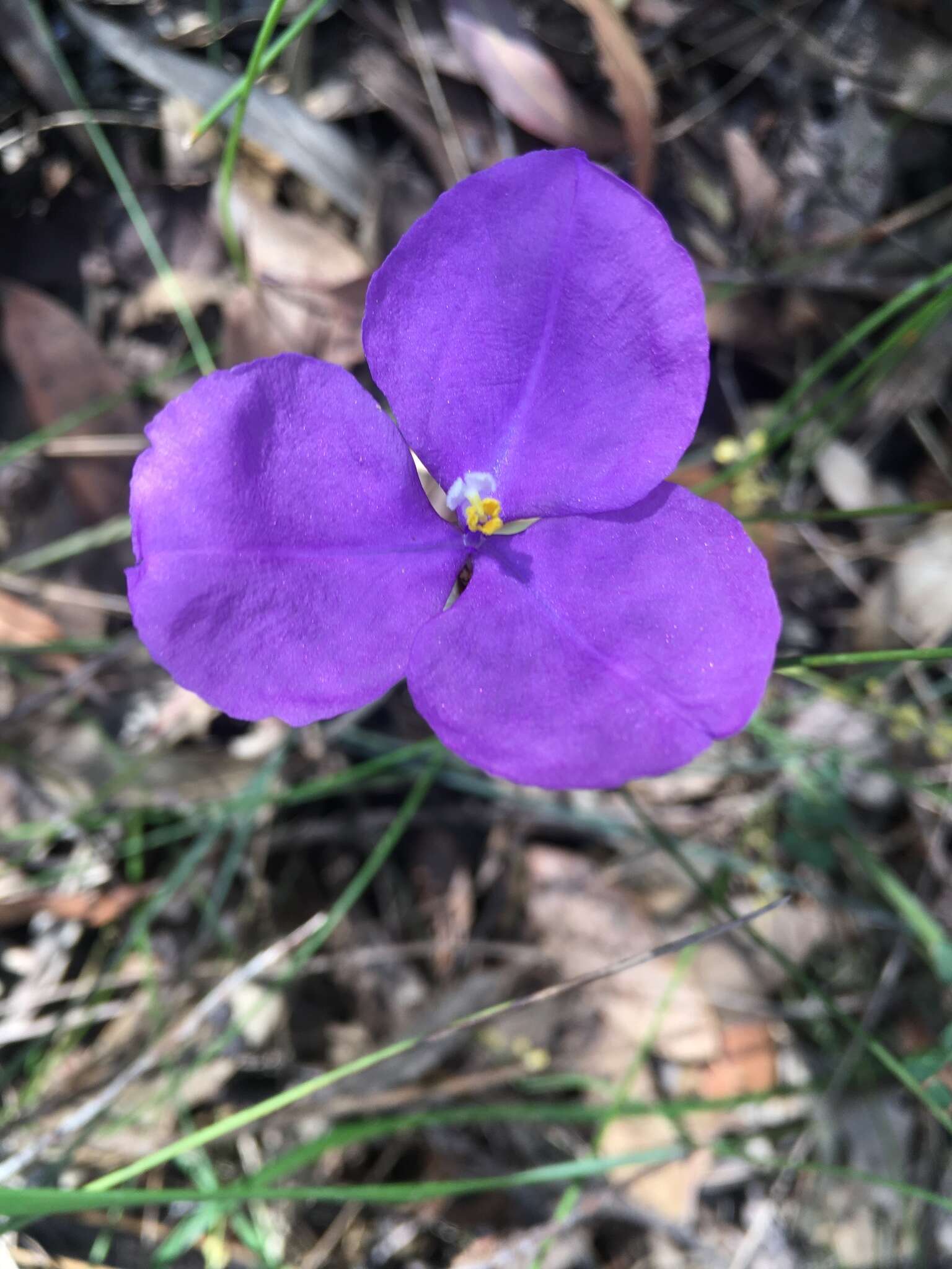 Image of Patersonia sericea var. longifolia (R. Br.) C. Moore & Betche