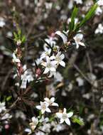 Image of Philotheca pungens (Lindl.) Paul G. Wilson