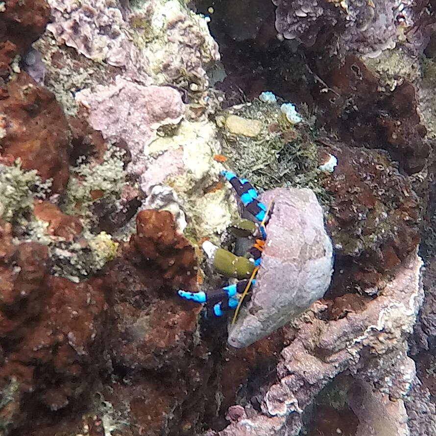 Image of blue-knuckled hermit