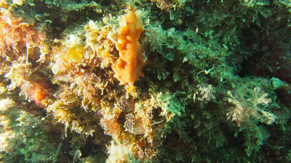 Image of Mediterranean orange polyclad worm