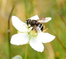 Слика од Eristalis cryptarum (Fabricius 1794)