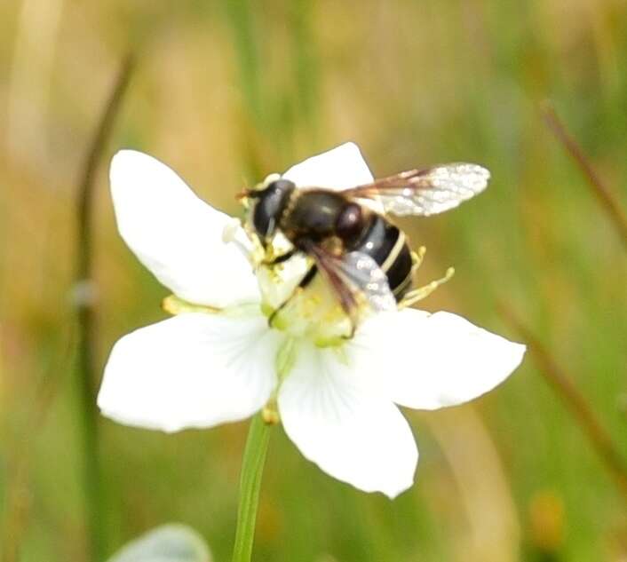 Слика од Eristalis cryptarum (Fabricius 1794)