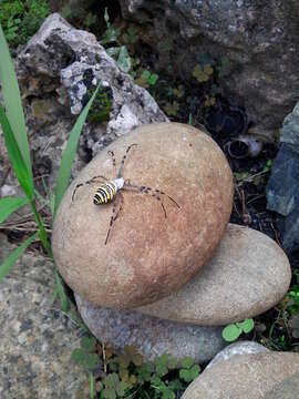 Image of Barbary Spider