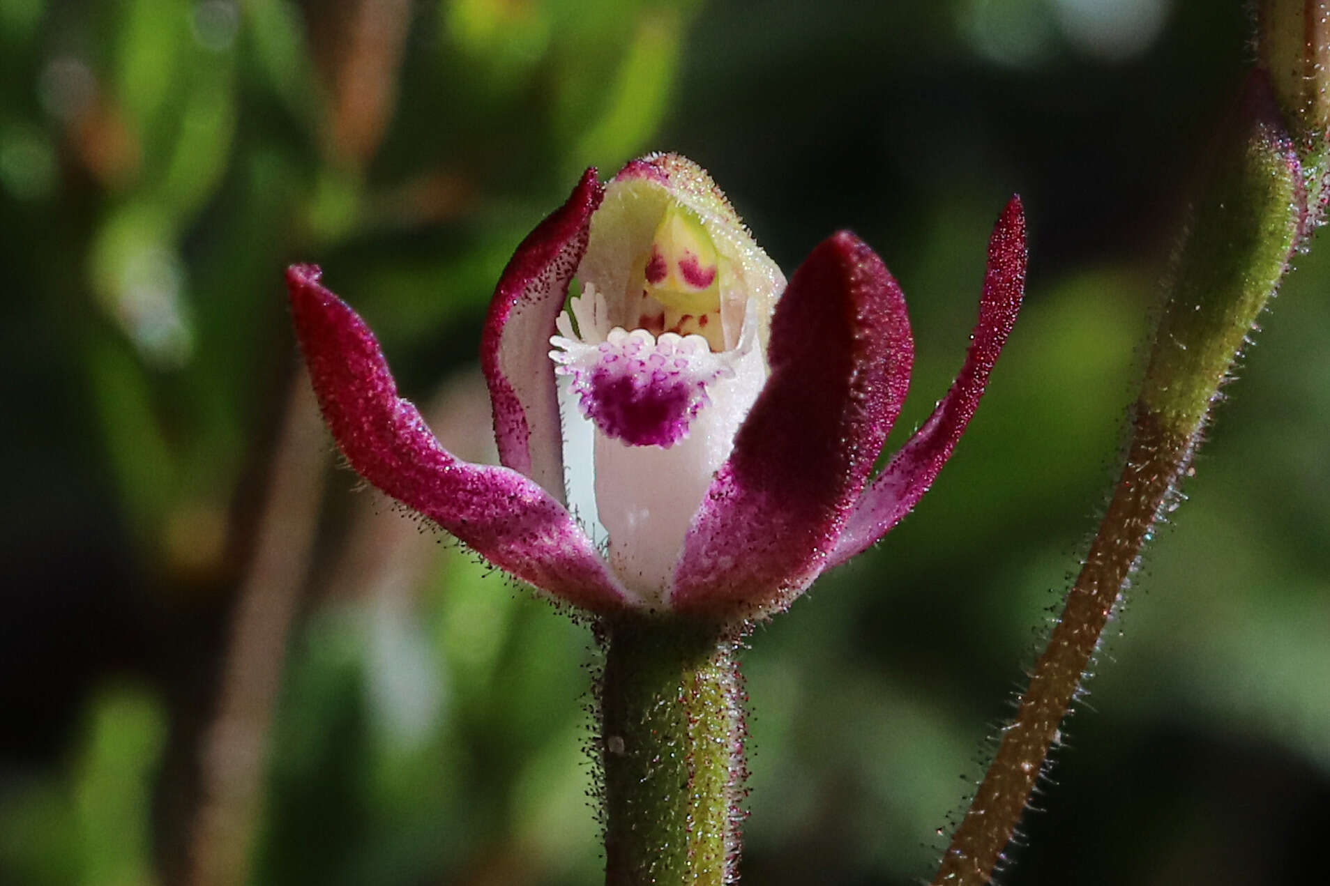 Caladenia clarkiae D. L. Jones resmi