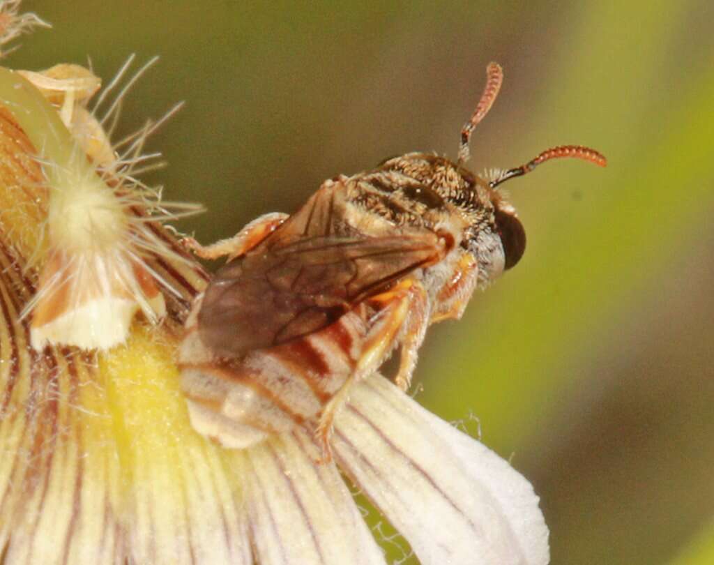 Image of Lasioglossum platychilum Walker 1999