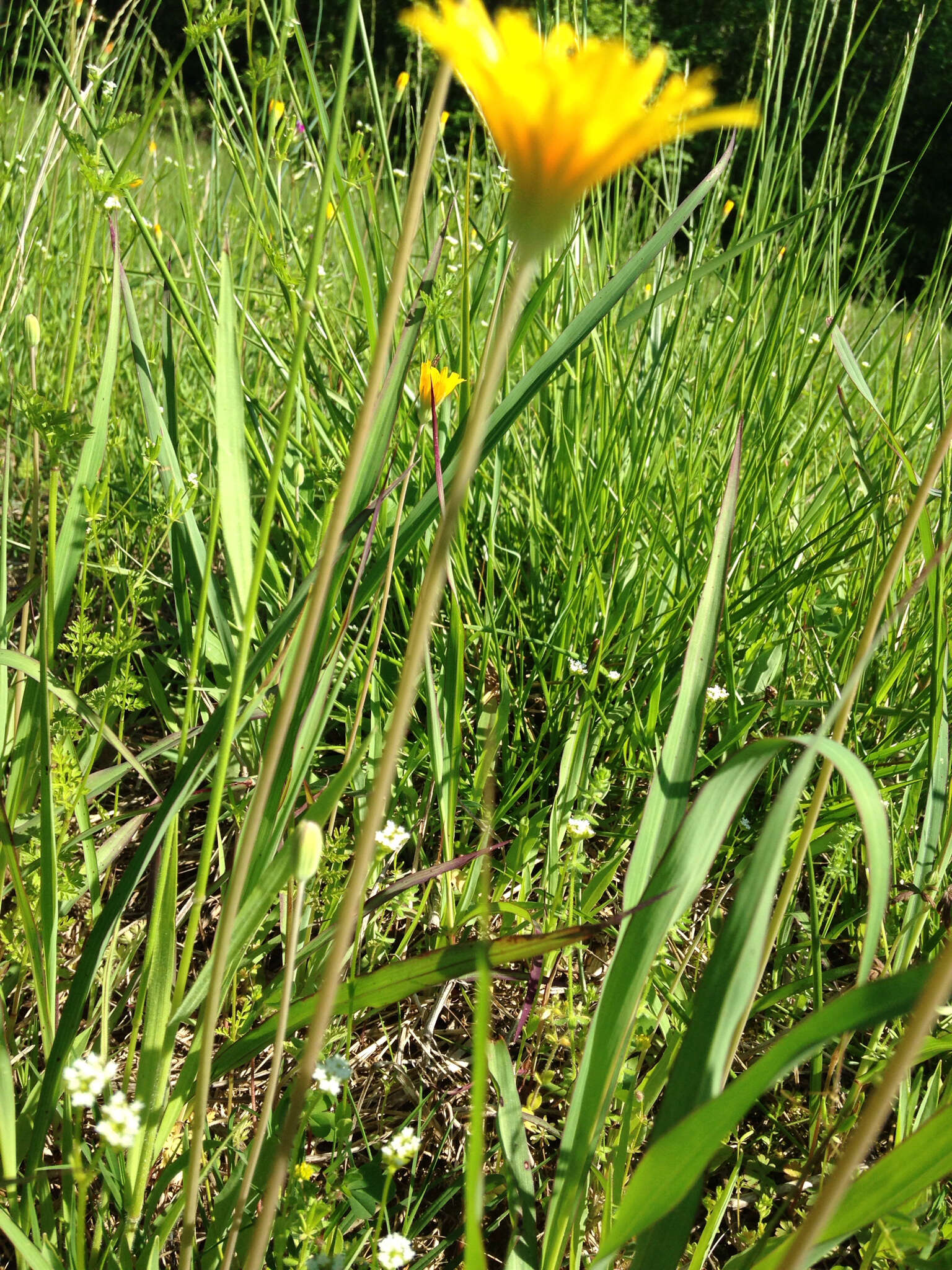 Image of Potato dandelion