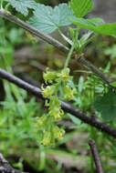 Image of American black currant