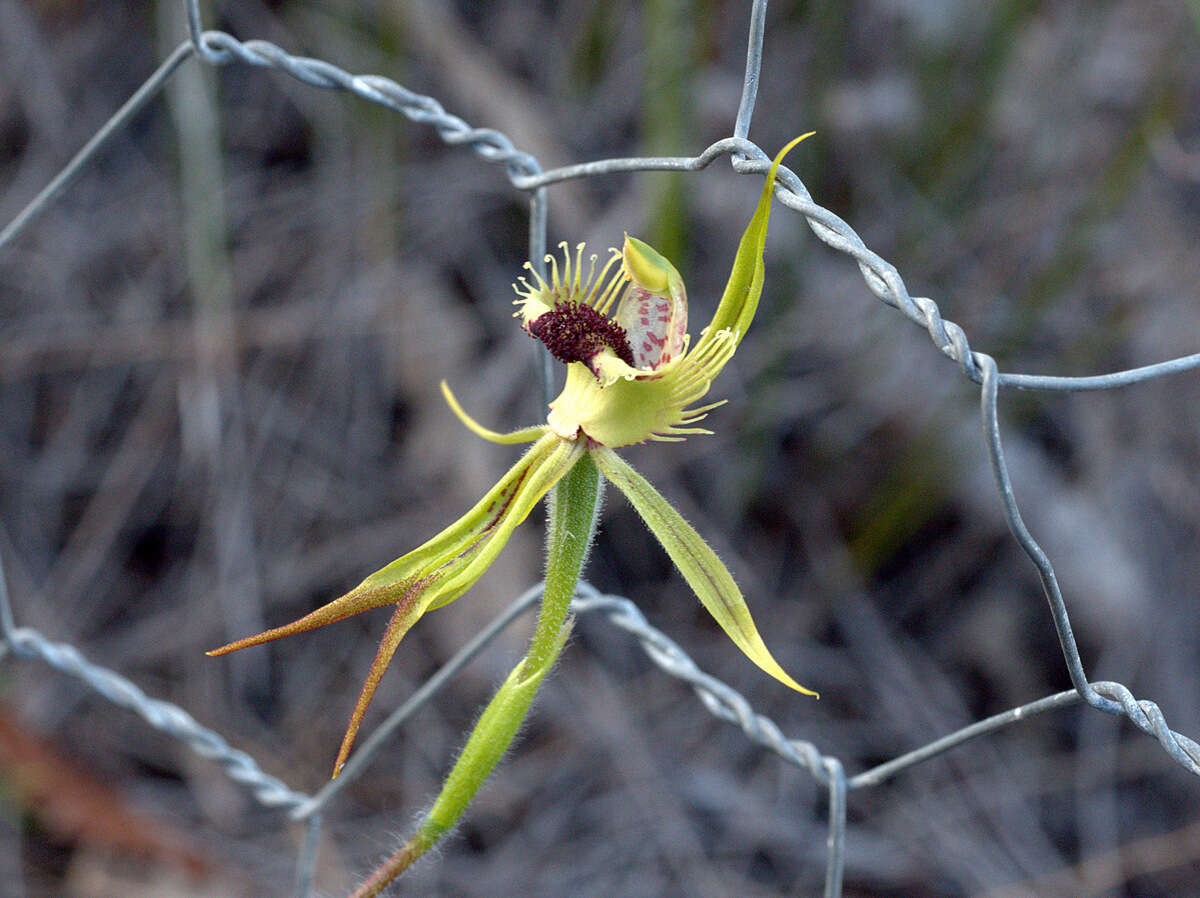 Caladenia crebra A. S. George resmi