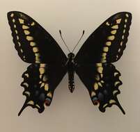 Image of <i>Papilio machaon bairdii</i>