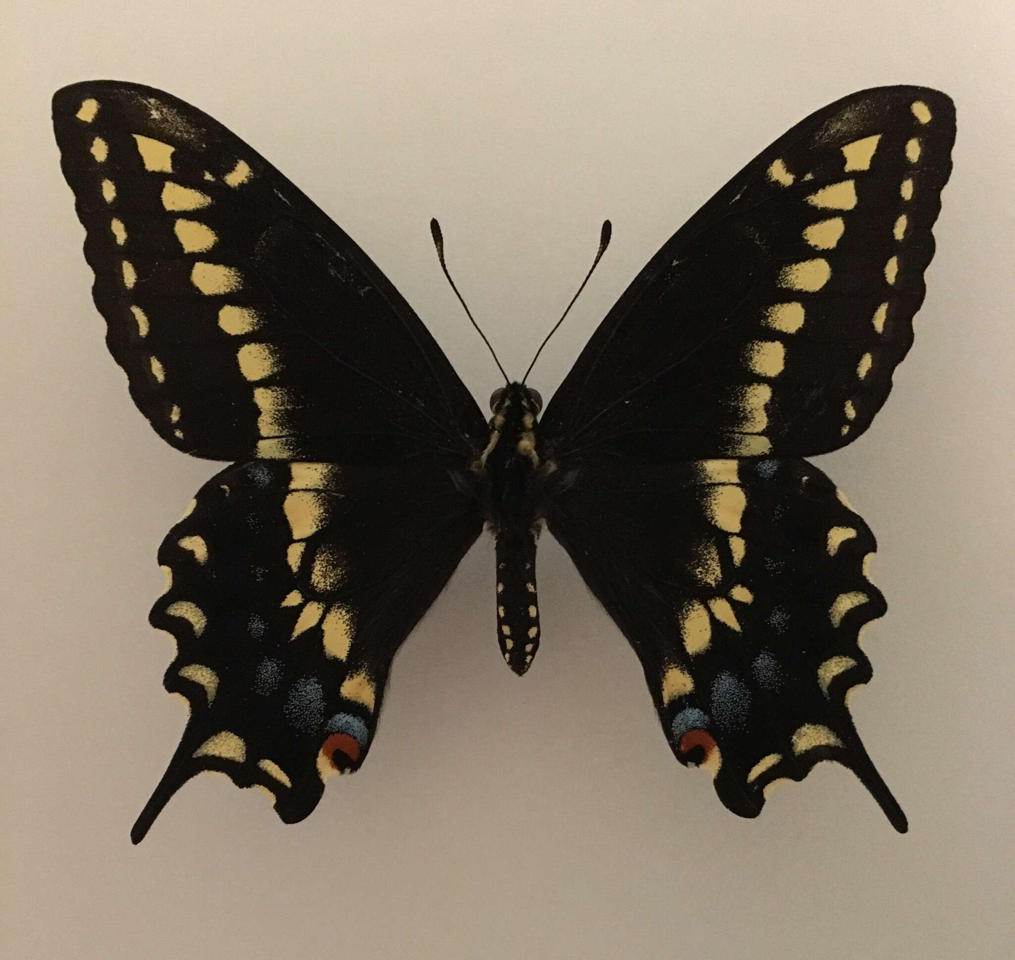 Imagem de <i>Papilio machaon bairdii</i>