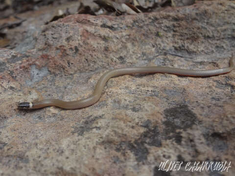 Image of Chihuahuan Blackhead Snake