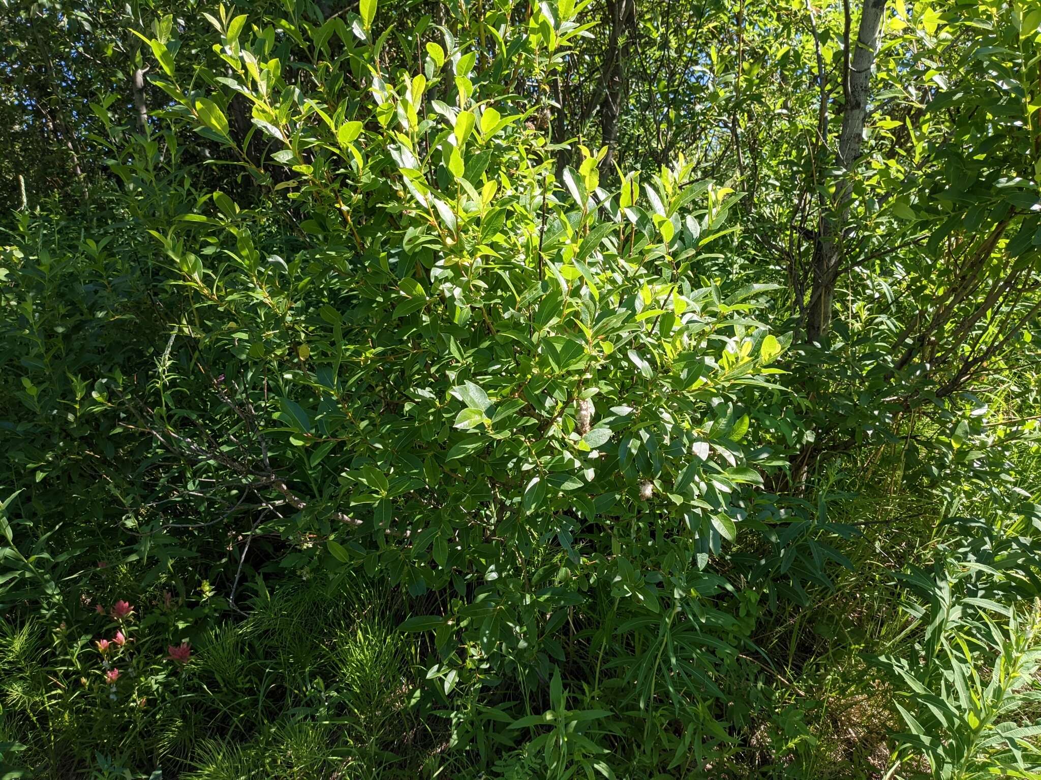 Image of firmleaf willow