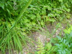 Image of Tall Manna Grass