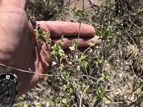 Image of American tarwort