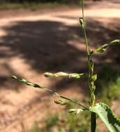 Plancia ëd Brachiaria foliosa (R. Br.) Hughes