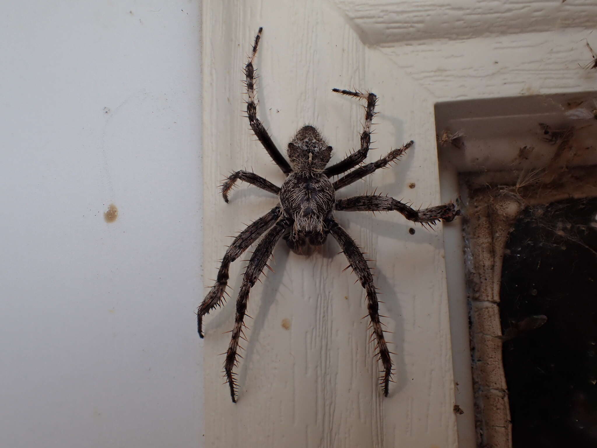 Image of Araneus saevus (L. Koch 1872)