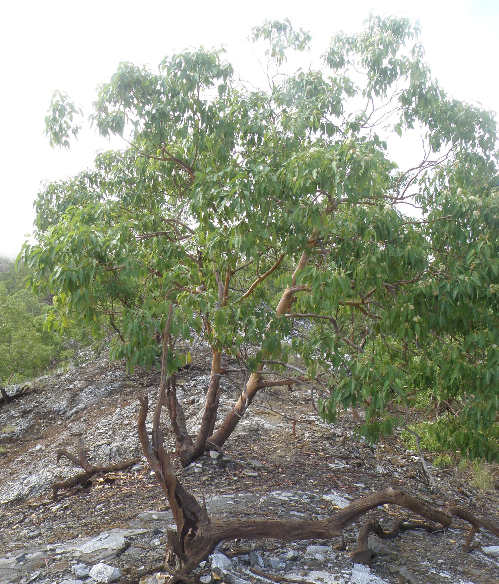 Image of Eucalyptus urophylla S. T. Blake